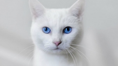 Γνωρίζατε ότι οι άσπρες γάτες έχουν πρόβλημα ακοής;