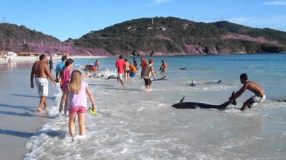 30 κακόμοιρα δελφίνια ξεβράστηκαν στην ακτή – Δείτε όμως τι έγινε ύστερα (βίντεο)