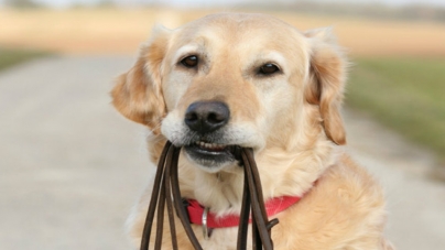 Πάρκο Αθαλάσσας: Τέρμα πλέον τα εξώδικα μπορείτε να βολτάρετε ελεύθερα με τους σκύλους σας