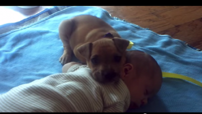 Χαριτωμένο νυσταγμένο κουταβάκι κοιμάται πάνω… σε ένα μωρό! (Βίντεο)