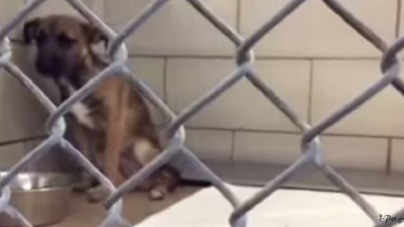 Απίστευτη αντίδραση: Αδέσποτος σκύλος υιοθετείται και λυγίζει… (video)