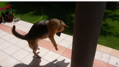 Όταν ο σκύλος είδε τη σκιά του… [video]