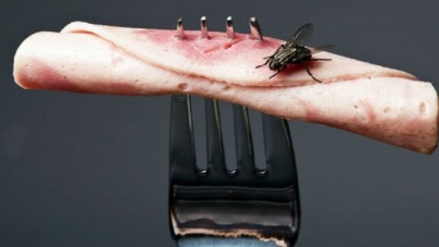 Τι συμβαίνει όταν κάθεται μια μύγα στο φαγητό μας; Πόσο επικίνδυνο είναι;