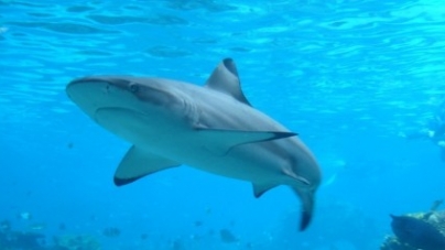 Πώς να απόφύγετε την επίθεση καρχαρία ενώ….κολυμπάτε