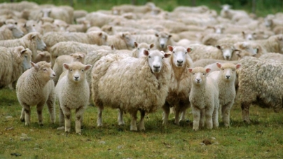 Στη Ρωσία μοιράζουν 1.000 πρόβατα σε πολυμελείς οικογένειες
