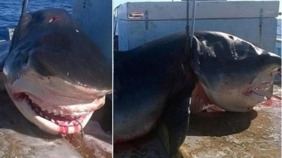 Ψαράς πήρε τα σαγόνια καρχαρία 6 μέτρων ως… σουβενίρ