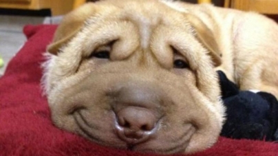 Όταν όμορφα σκυλάκια χαμογελούν στο φακό