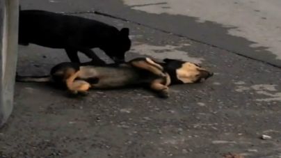 Ραγίζει καρδίες – Σκύλος προσπαθεί να ξυπνήσει τον χαμένο του φίλο (Βίντεο)
