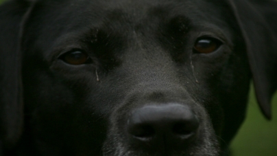 Σκύλος προσπαθεί να ξυπνήσει τον χαμένο του φίλο μάταια όμως…(VIDEO)