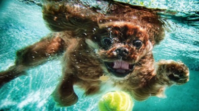 Απολαύστε διάφορες αστείες στιγμές με ζώα μέσα από φωτογραφίες!