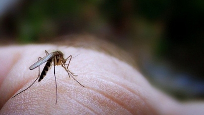 Πώς να αντιμετωπίσεις  τα κουνούπια!