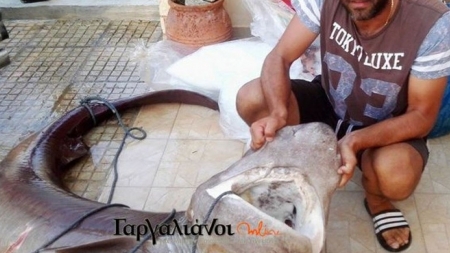 Έπιασαν καρχαρία 180 κιλών στο λιμάνι της Μαραθόπολης